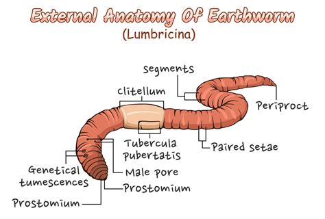 earthworm diagram